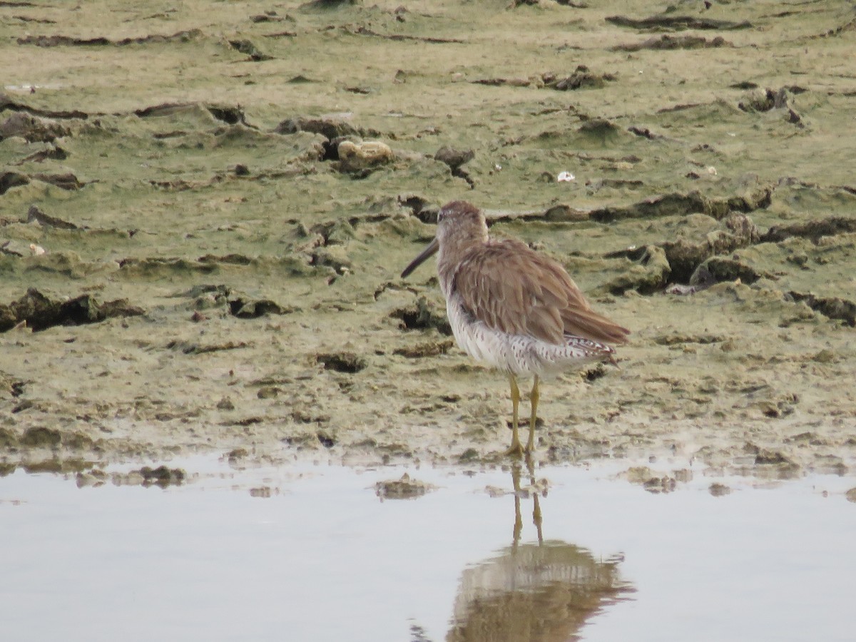 Short-billed Dowitcher - Melvin Bonilla