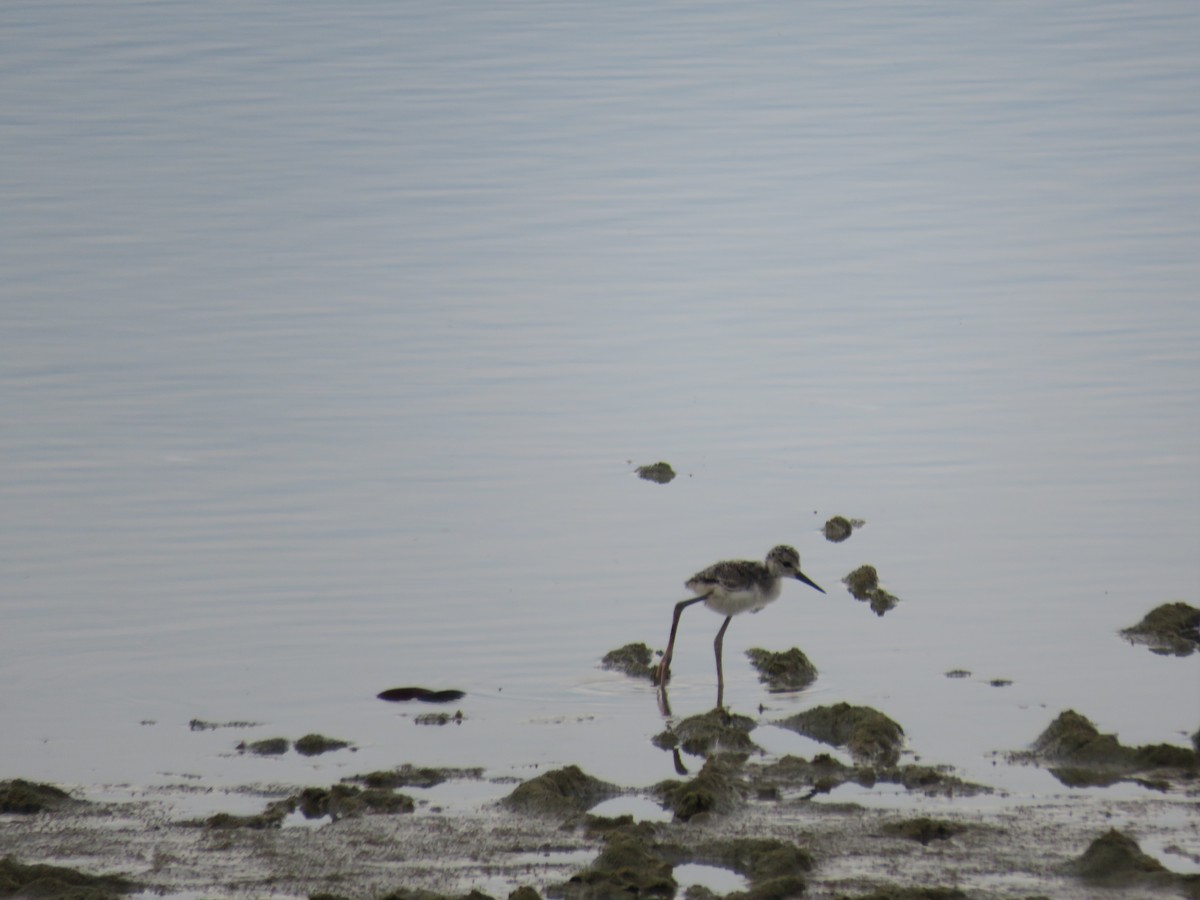 Black-necked Stilt - ML352384861