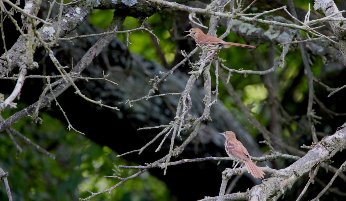 Brown Thrasher - ML352385701