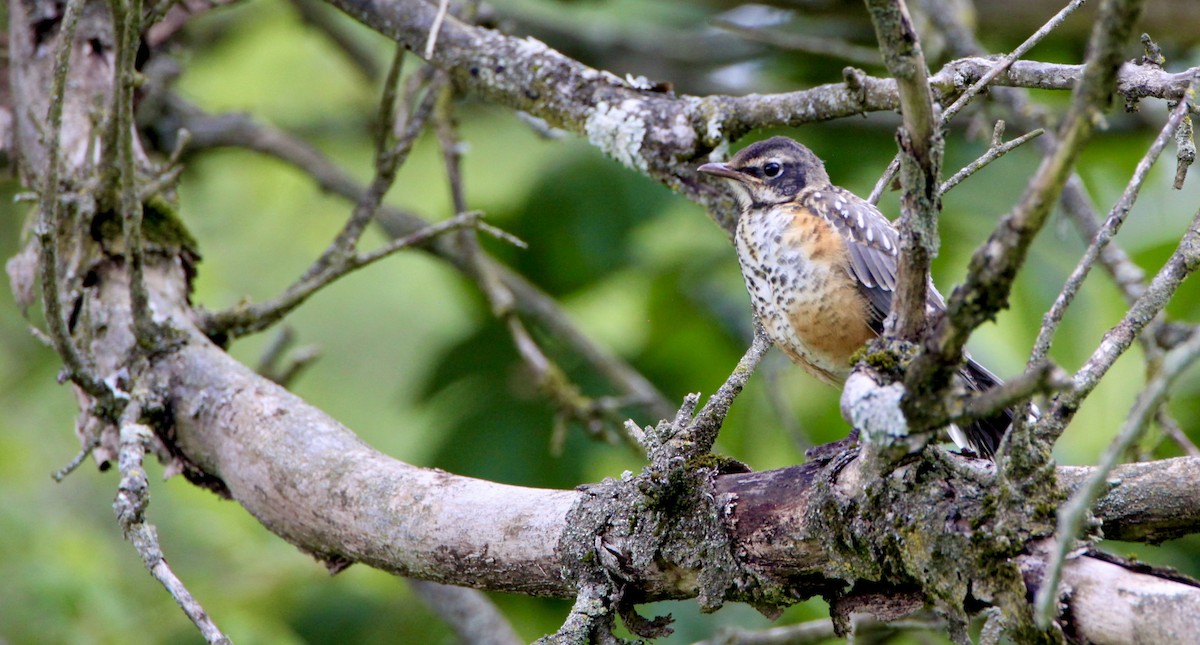 American Robin - Vickie Baily