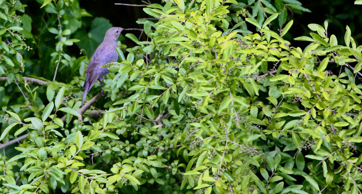 Brown-headed Cowbird - ML352385851