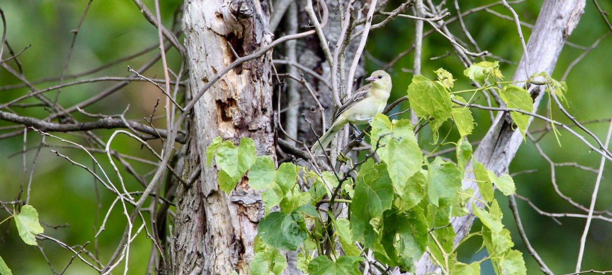 Orchard Oriole - ML352385901