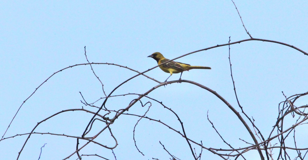 Orchard Oriole - ML352386081