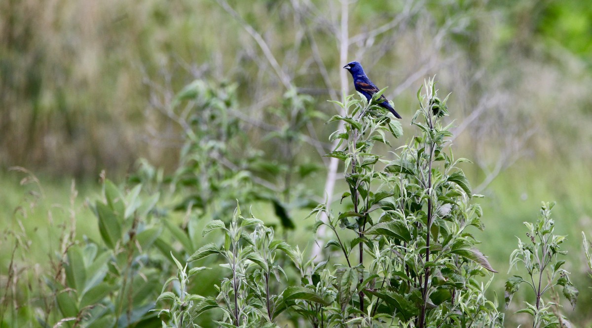 Blue Grosbeak - Vickie Baily