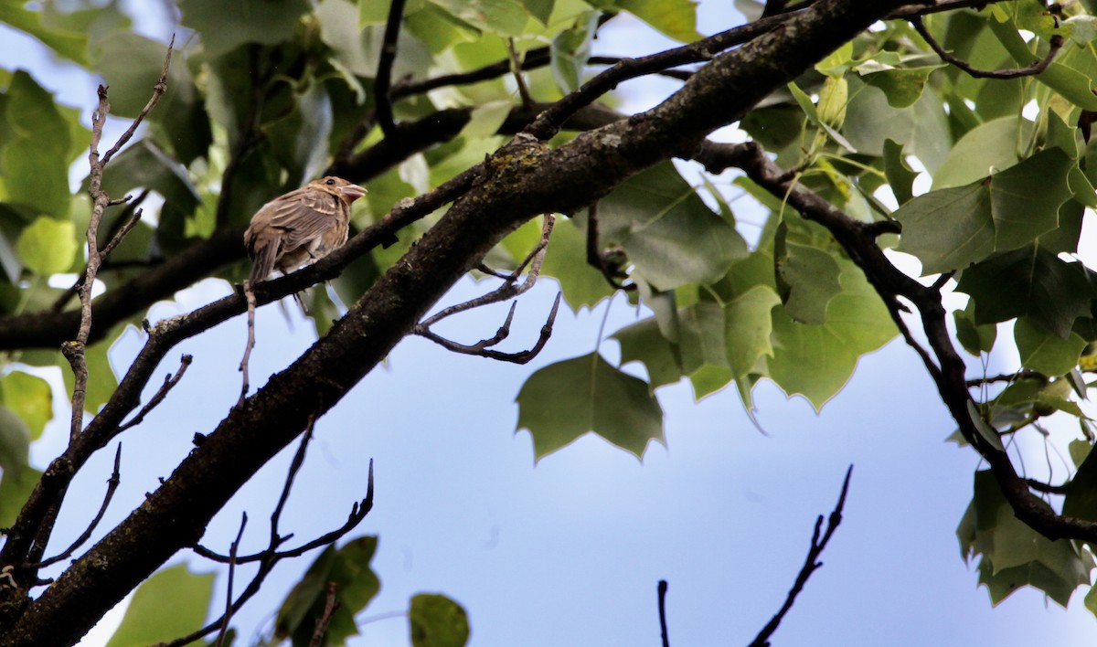 Blue Grosbeak - Vickie Baily