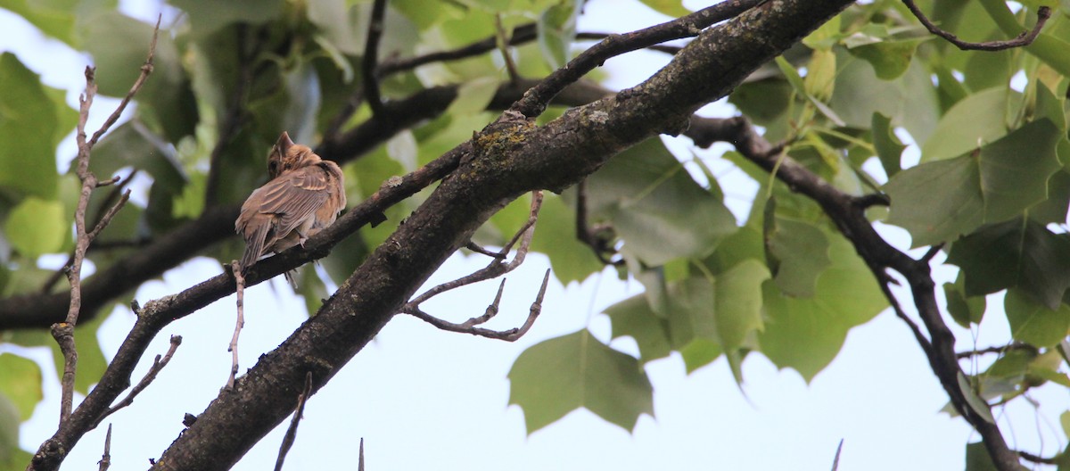 Blue Grosbeak - ML352386691