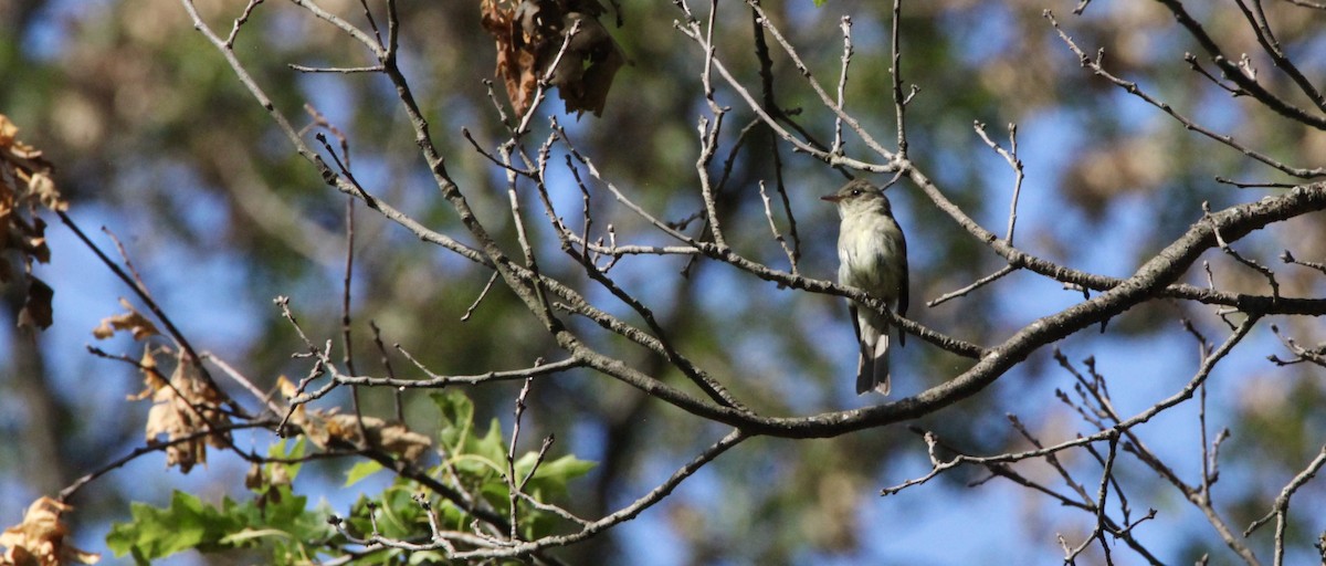 Eastern Wood-Pewee - Vickie Baily