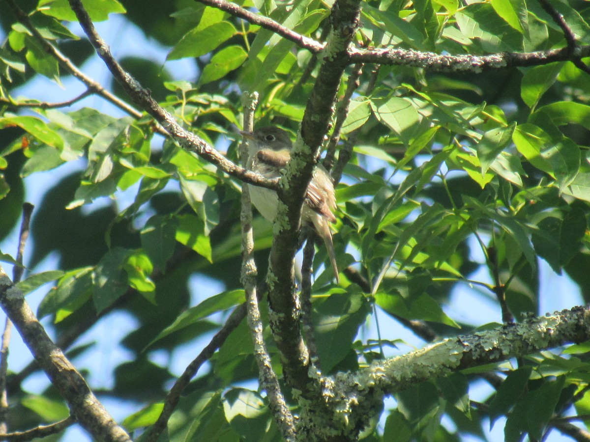 Least Flycatcher - ML352386991