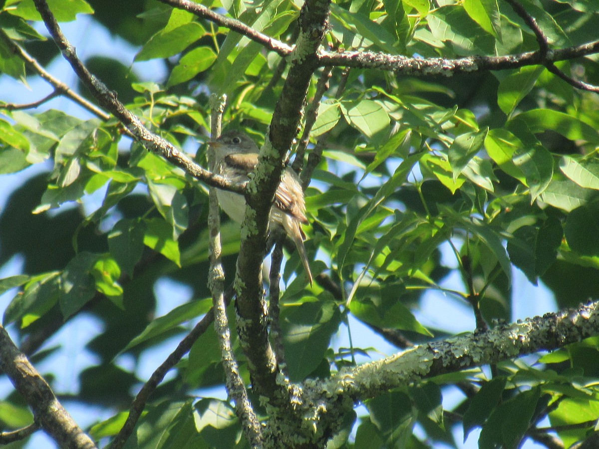 Least Flycatcher - ML352387001