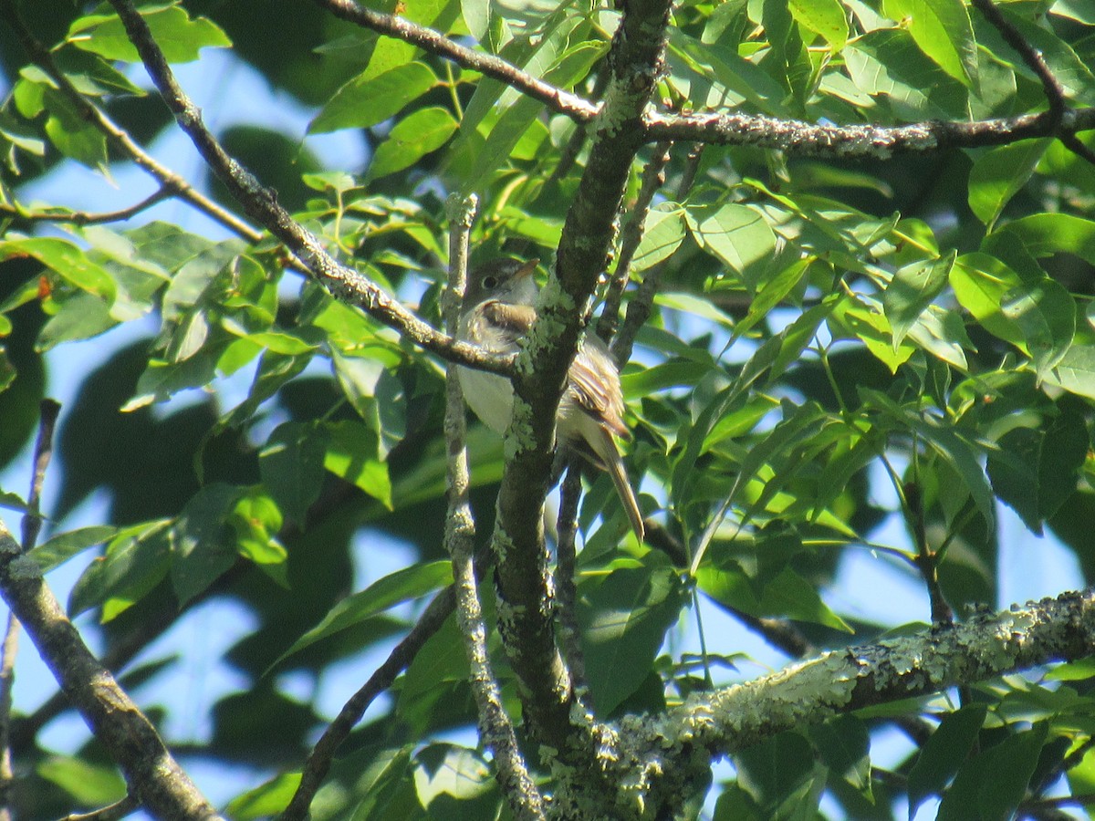 Least Flycatcher - ML352387011