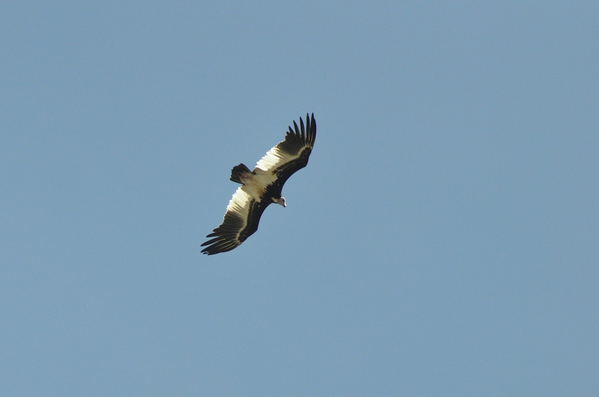 Vautour à tête blanche - ML352387341