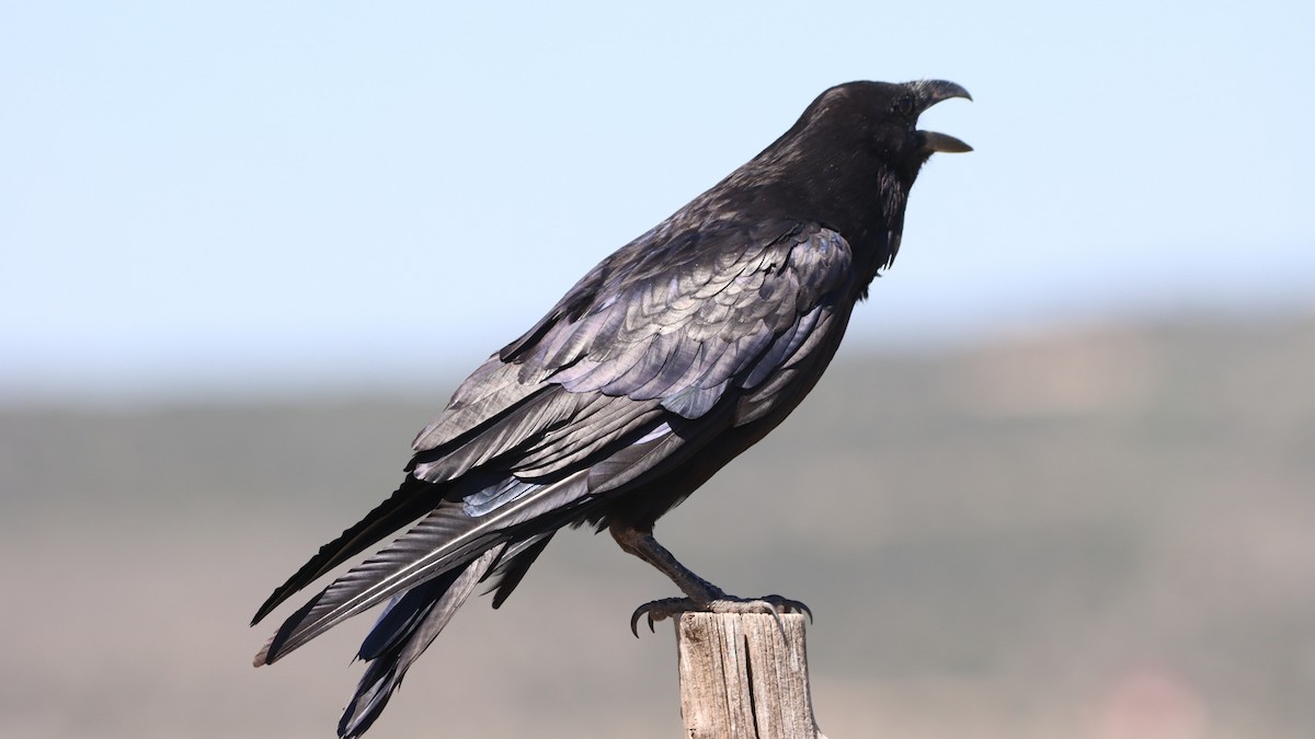 ravn - ML352387701