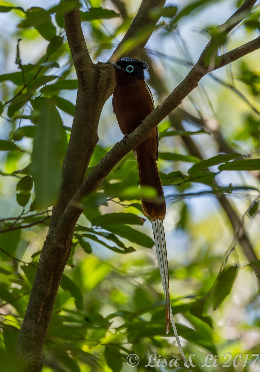 Malagasy Paradise-Flycatcher - ML352389071