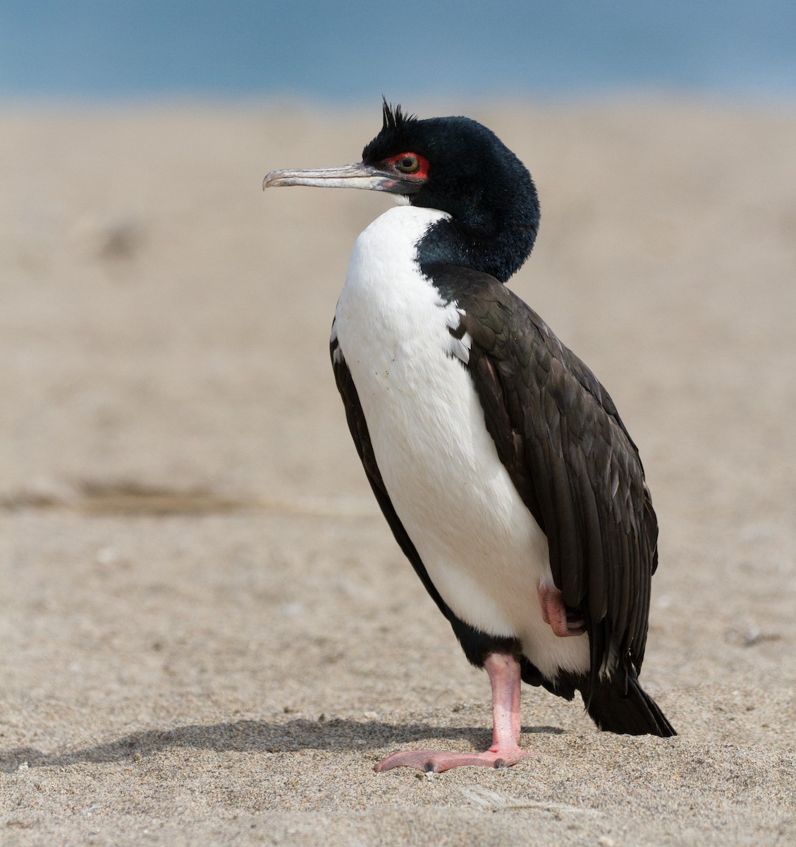 Guanay Cormorant - Cullen Hanks