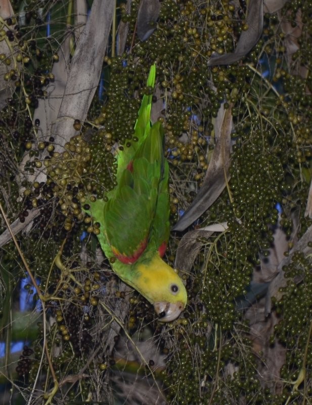 Yellow-headed Amazon - ML35239001