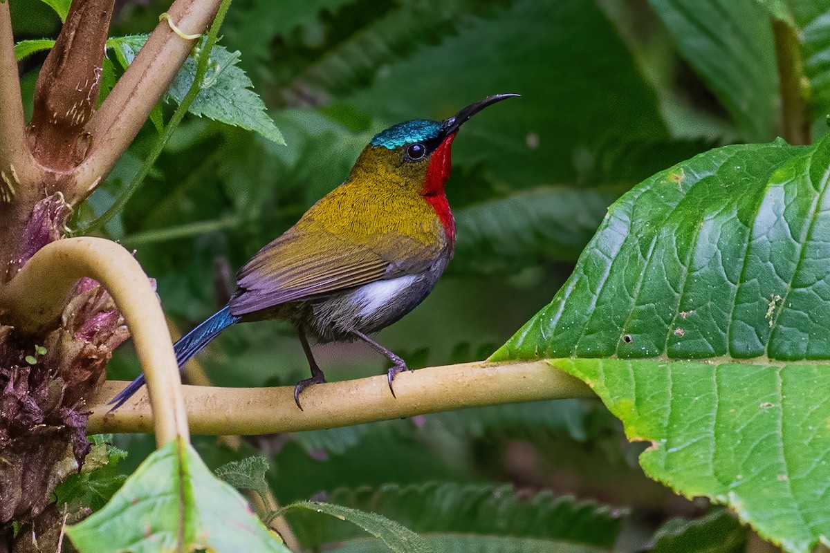 White-flanked Sunbird - ML352390161