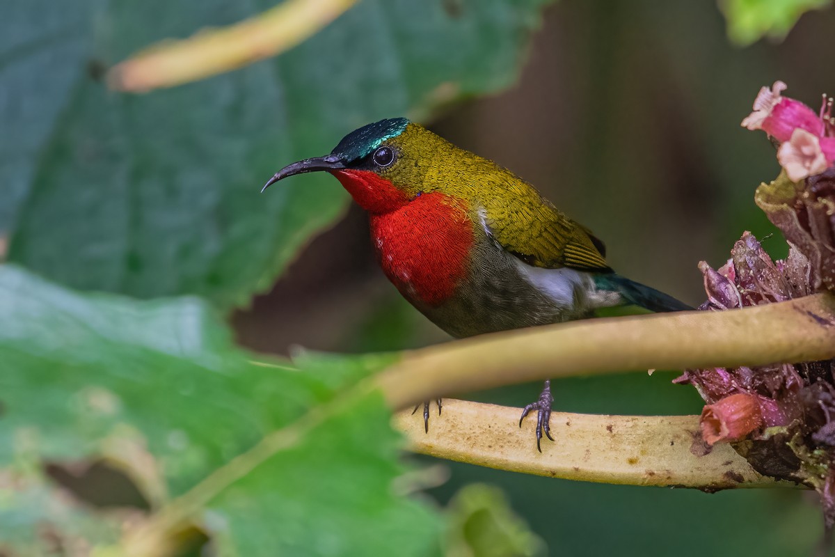 White-flanked Sunbird - ML352390321