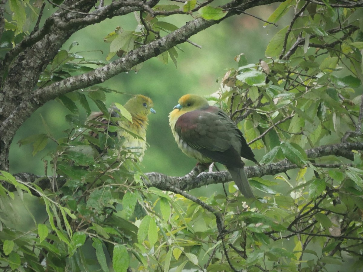 Wedge-tailed Green-Pigeon - ML352392101