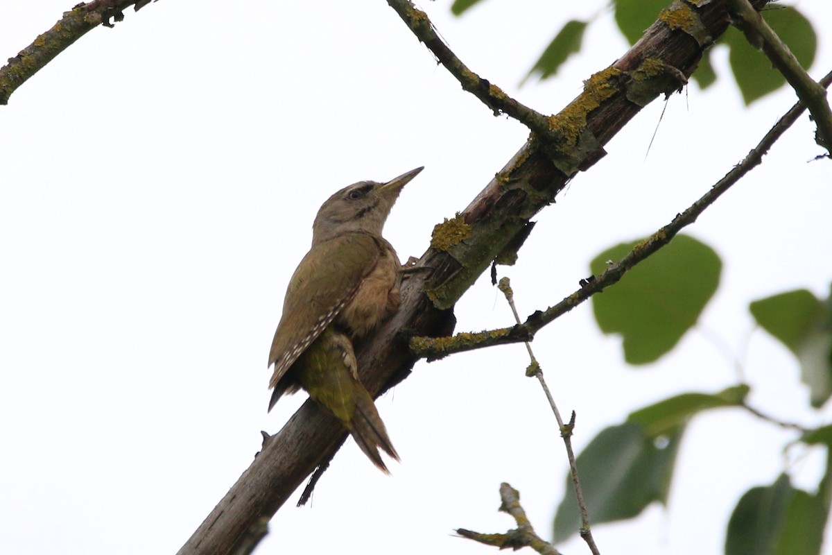 Gray-headed Woodpecker - ML352393711