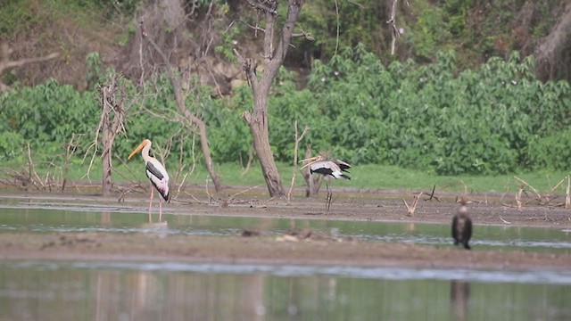 Painted Stork - ML352393761