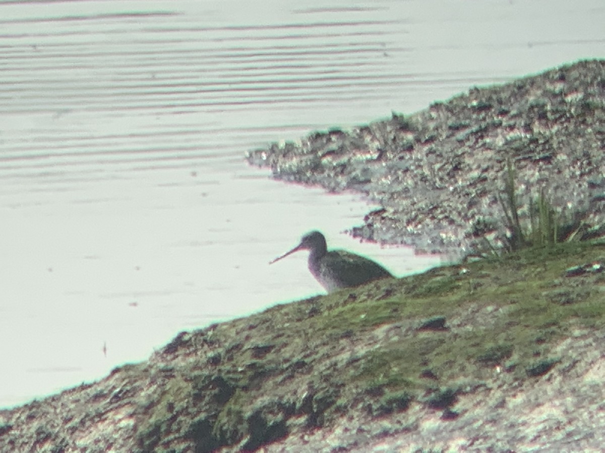 Greater Yellowlegs - ML352394261