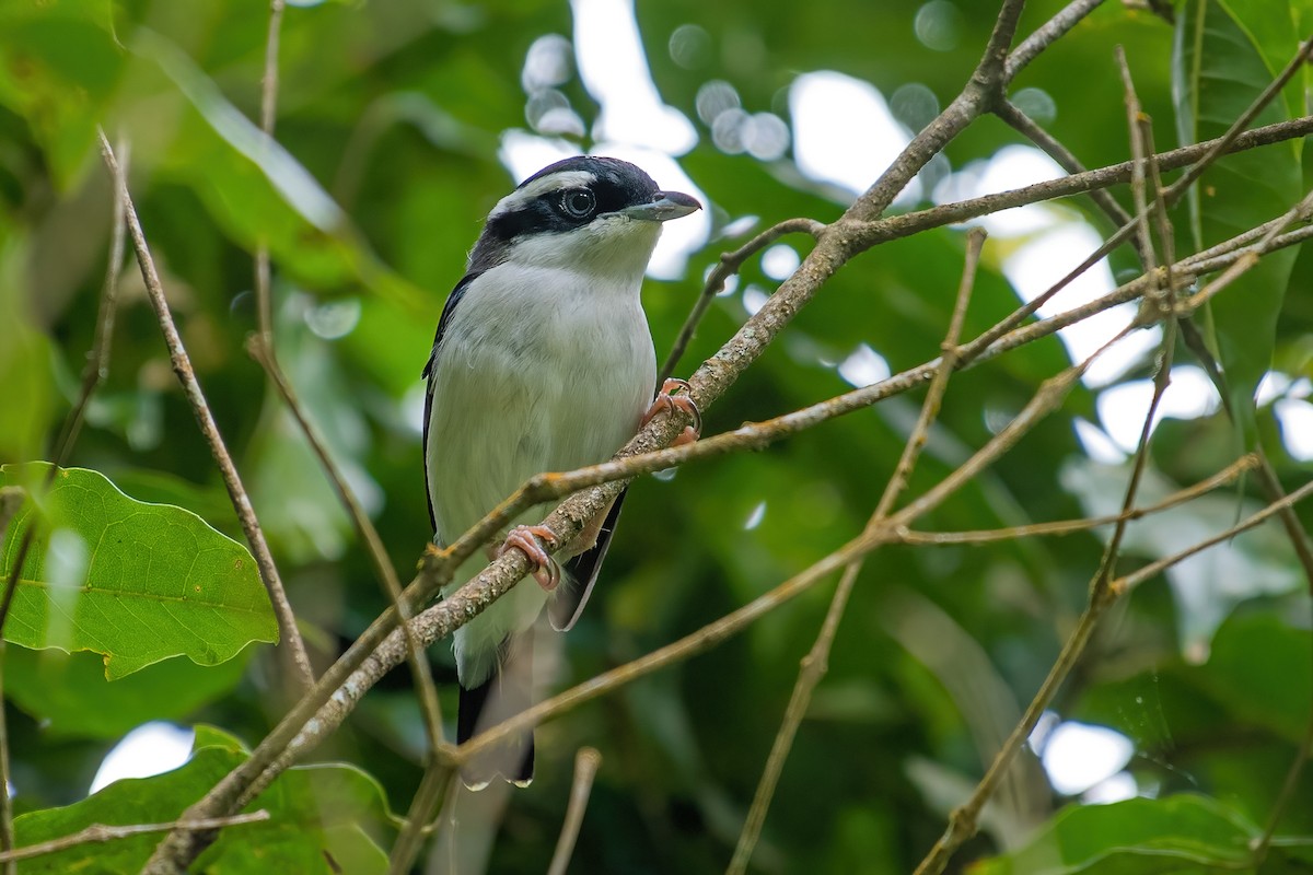 Pied Shrike-Babbler - Ngoc Sam Thuong Dang