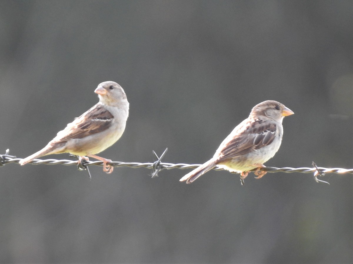 House Sparrow - ML352397091