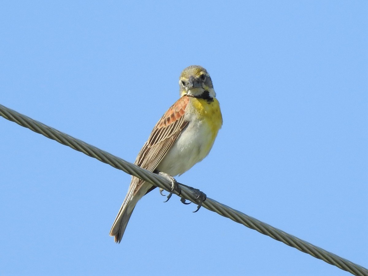 Dickcissel d'Amérique - ML352397211