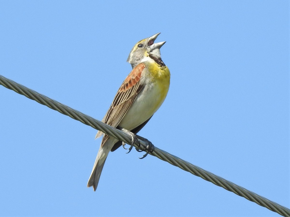 Dickcissel d'Amérique - ML352397331