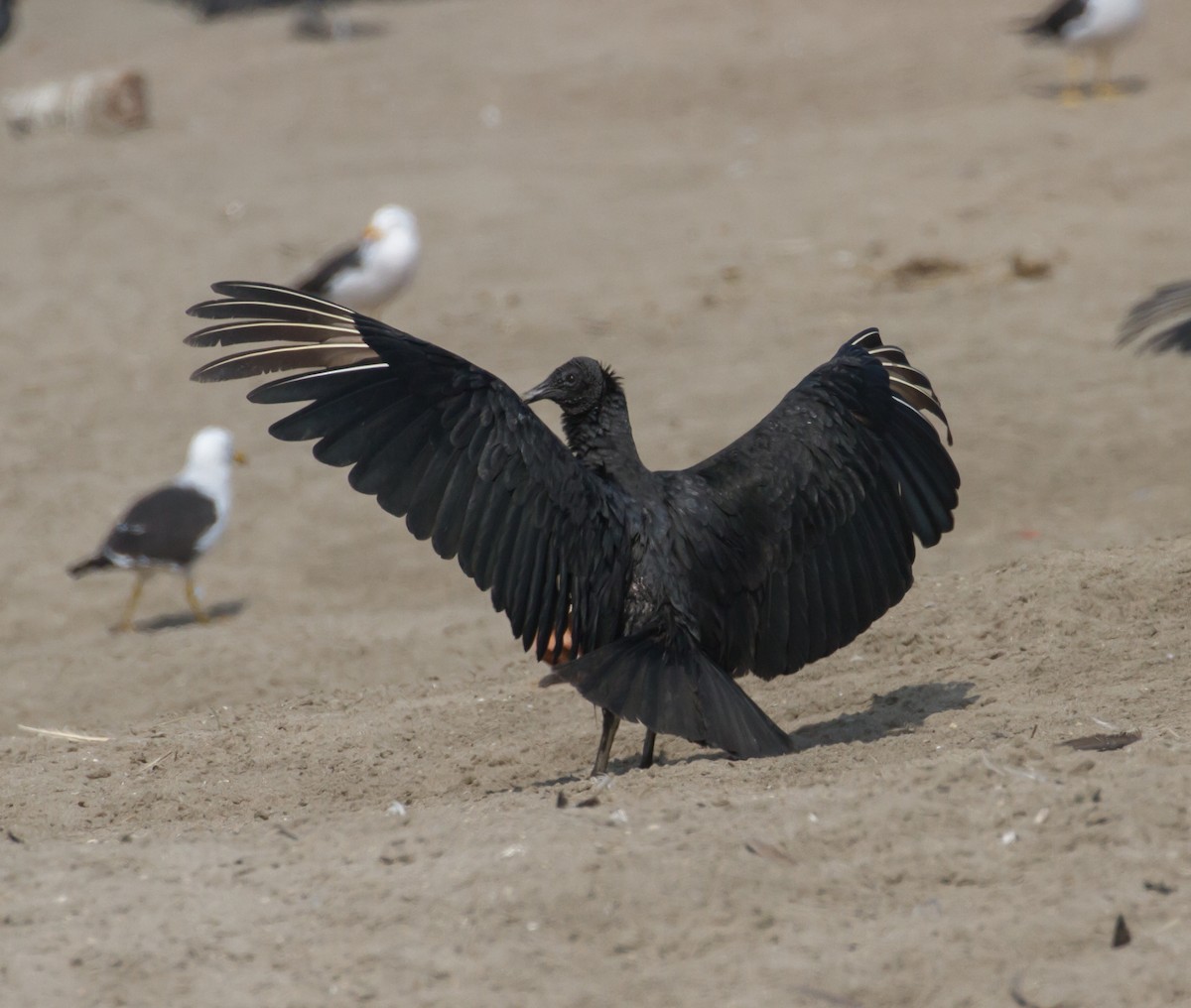 Black Vulture - Cullen Hanks