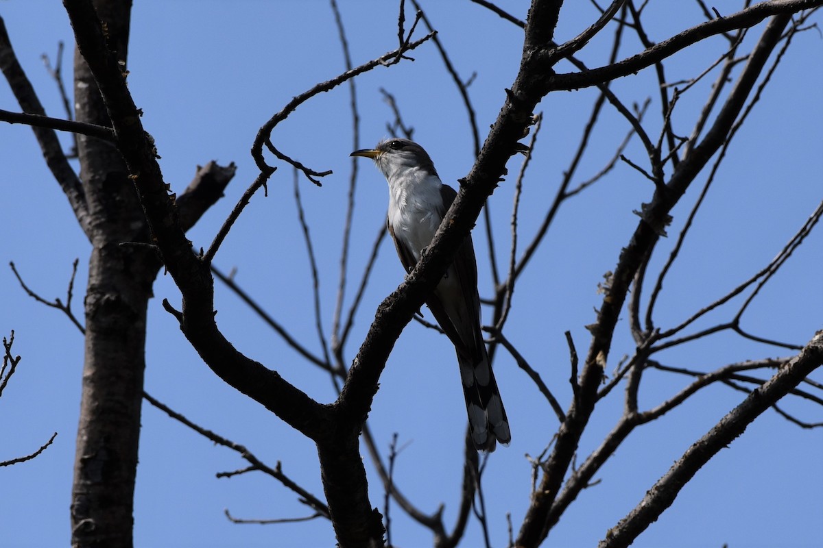 Yellow-billed Cuckoo - ML352397711