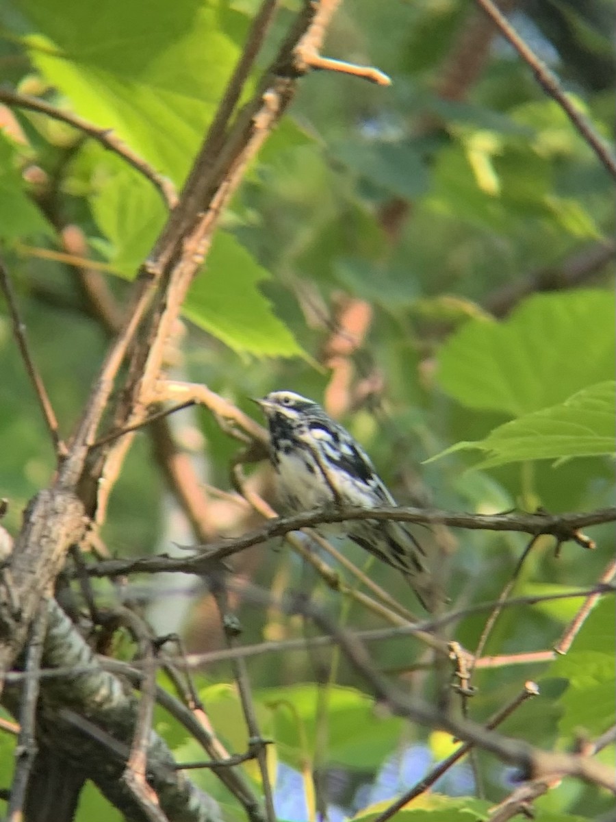 Black-and-white Warbler - ML352398621