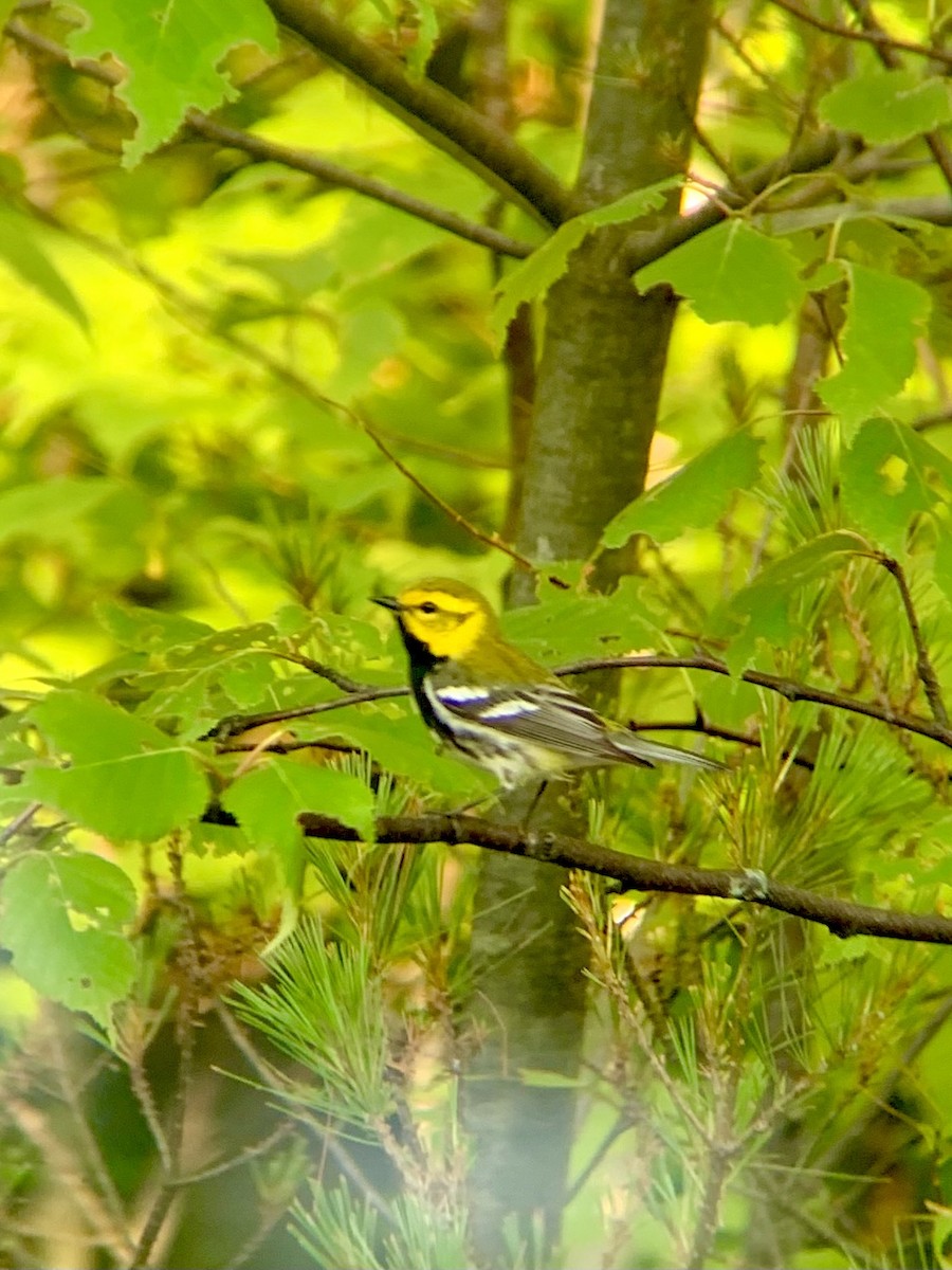 Black-throated Green Warbler - Laurent Bédard