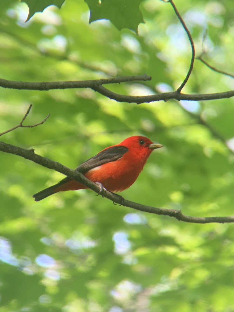 Scarlet Tanager - ML352398771