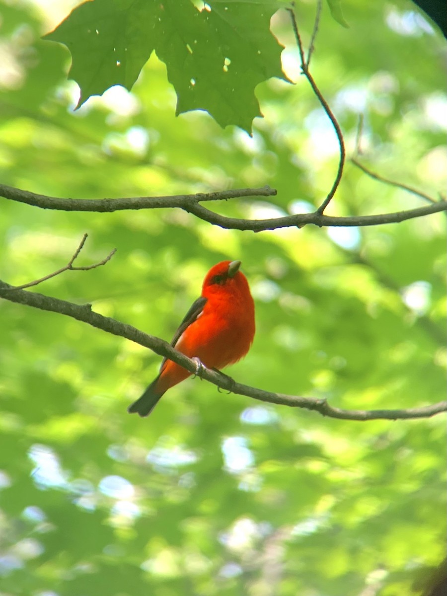 Scarlet Tanager - ML352398781