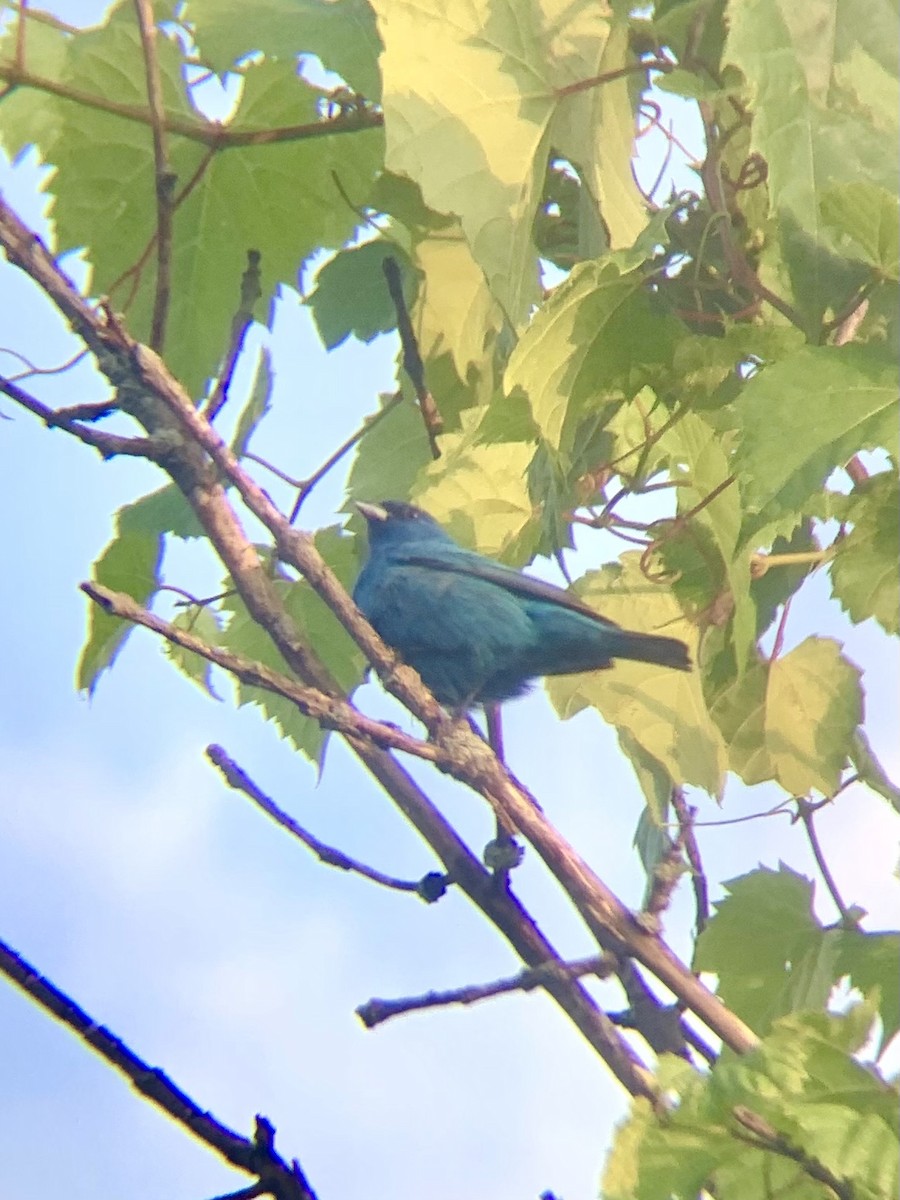 Indigo Bunting - ML352398831