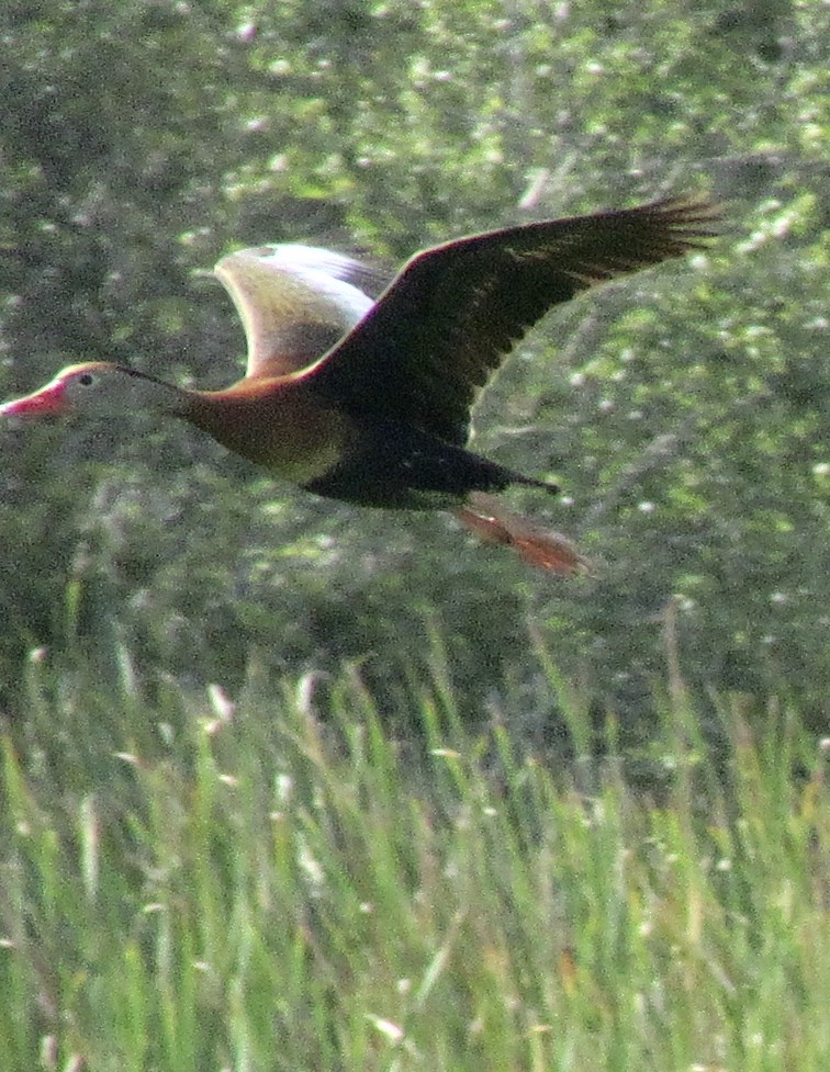 Black-bellied Whistling-Duck - ML352399521