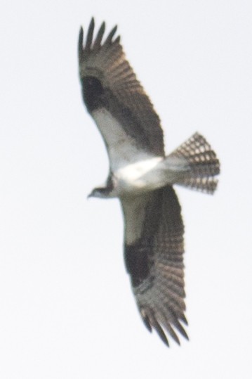 Águila Pescadora - ML35239971