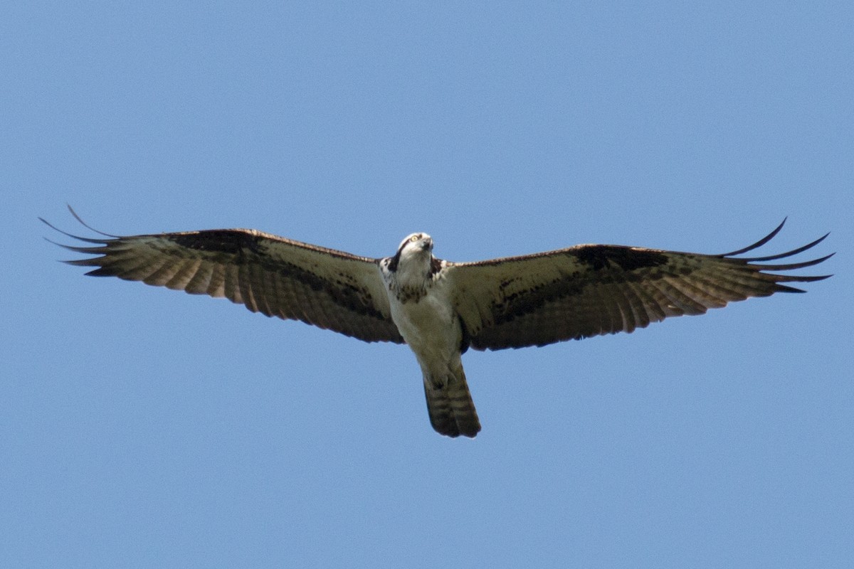 Águila Pescadora - ML35240001