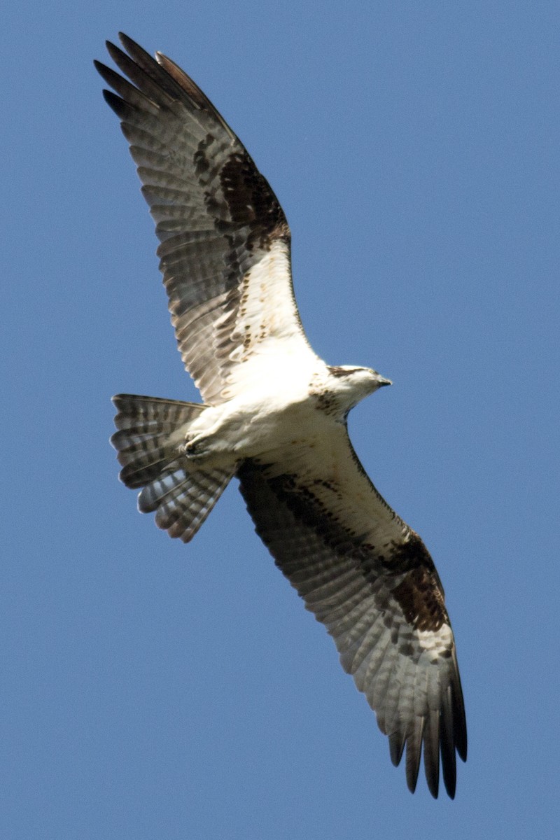 Águila Pescadora - ML35240031