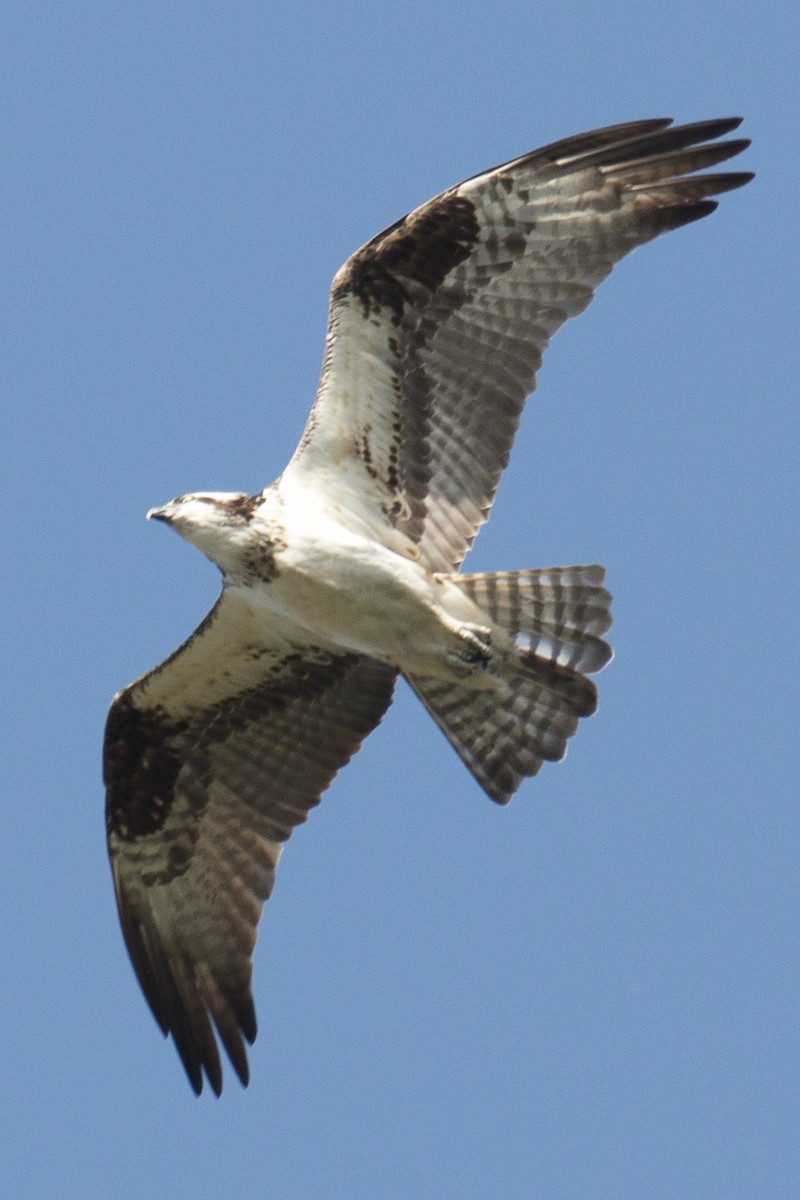 Águila Pescadora - ML35240051