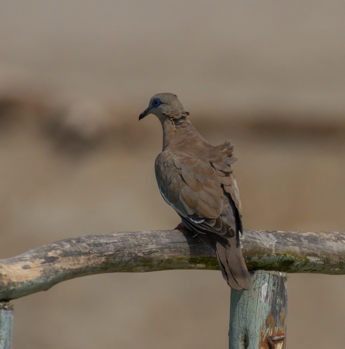 West Peruvian Dove - Cullen Hanks