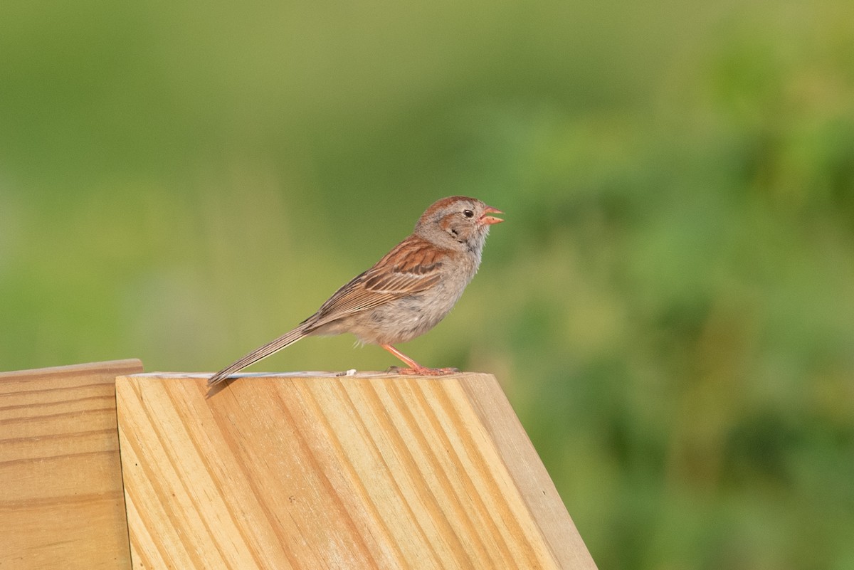 Field Sparrow - Jing-Yi Lu