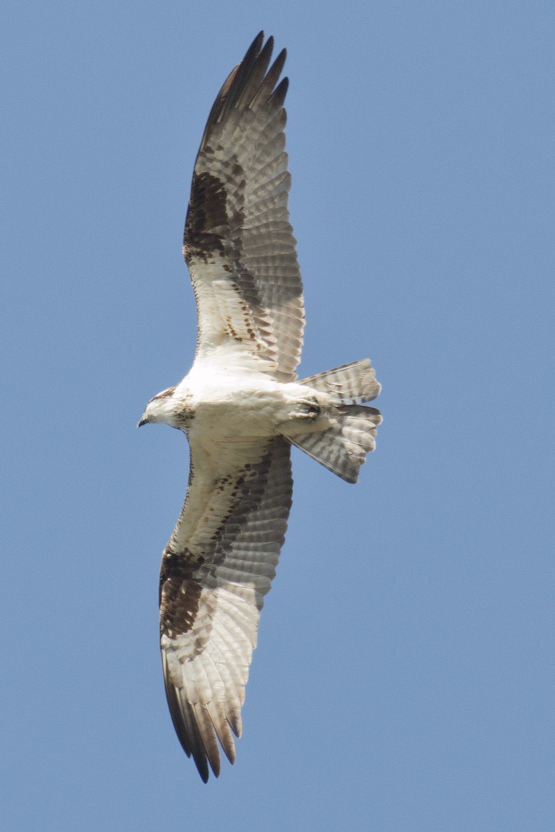 Osprey - David Brown