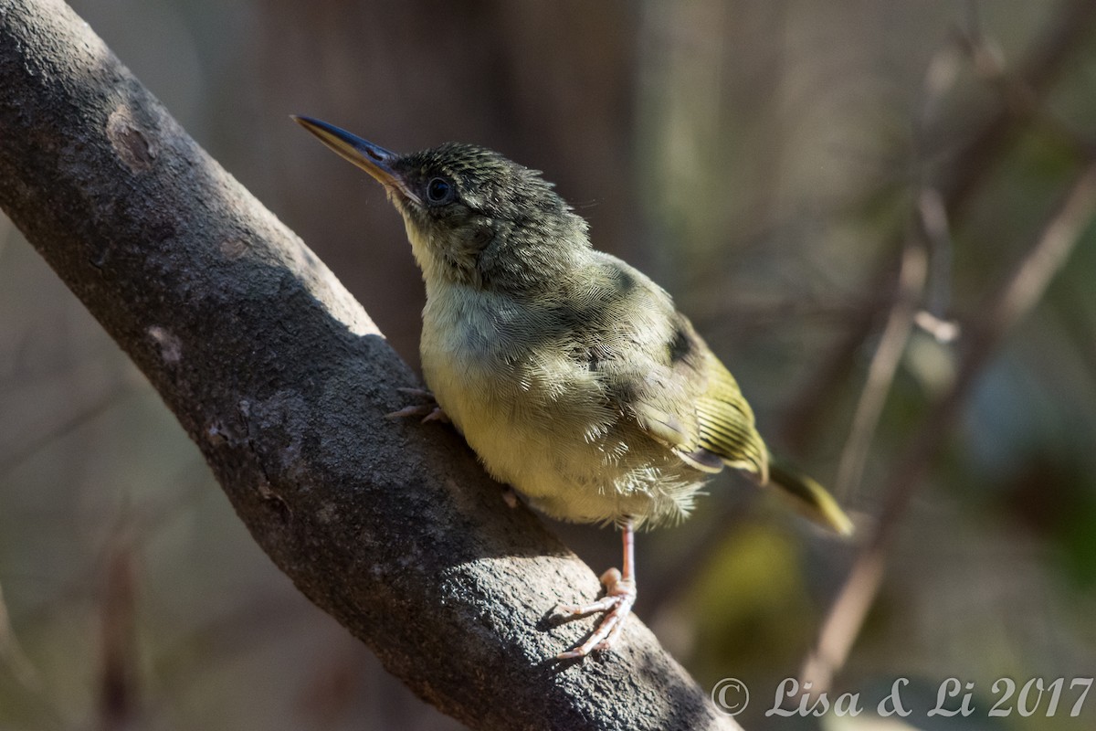 Long-billed Bernieria - ML352401031