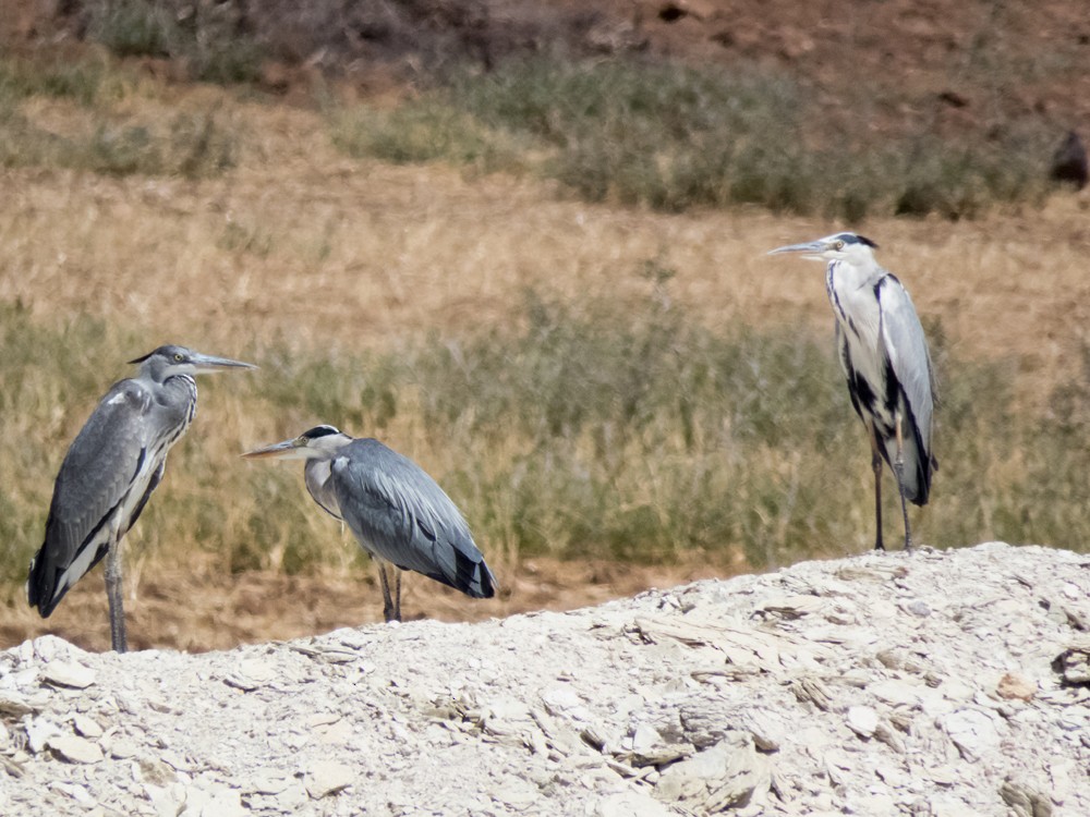 Gray Heron (Gray) - ML35240161