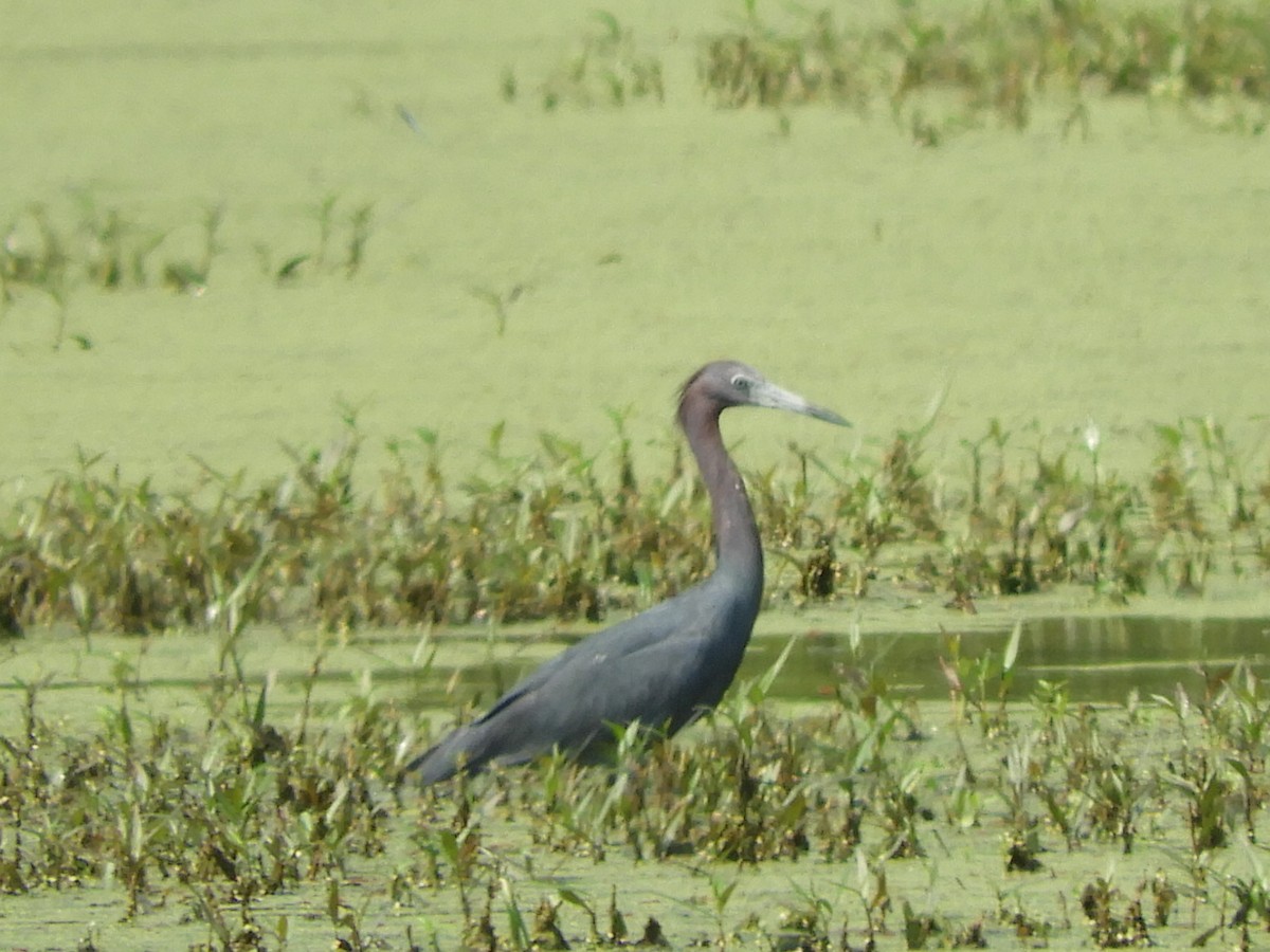 Little Blue Heron - ML352403051