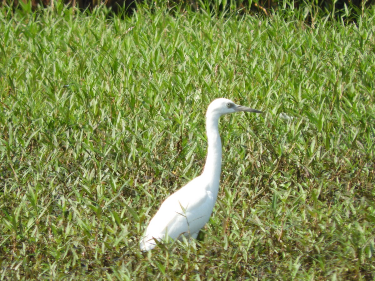 Little Blue Heron - ML352403171