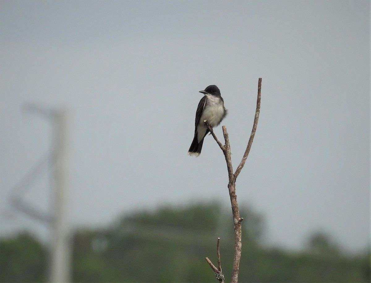 Eastern Kingbird - Theresa Hartz