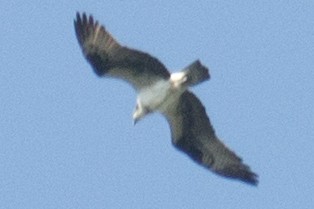 Águila Pescadora - ML35240421